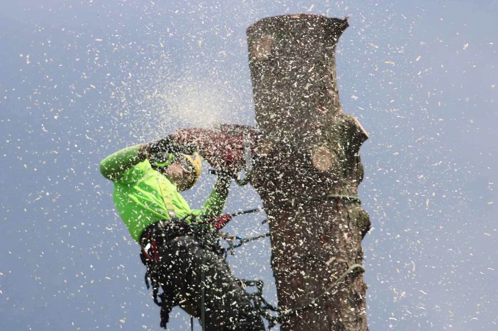 Tree care industry marketing trends: an arborist trimming a large tree