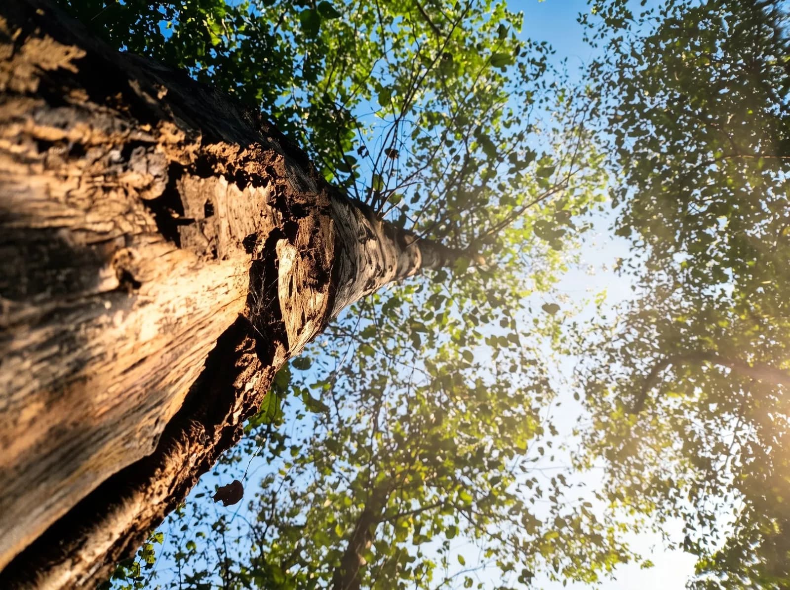 Low-angle view of a tall tree with sunlight streaming through leaves against a blue sky.