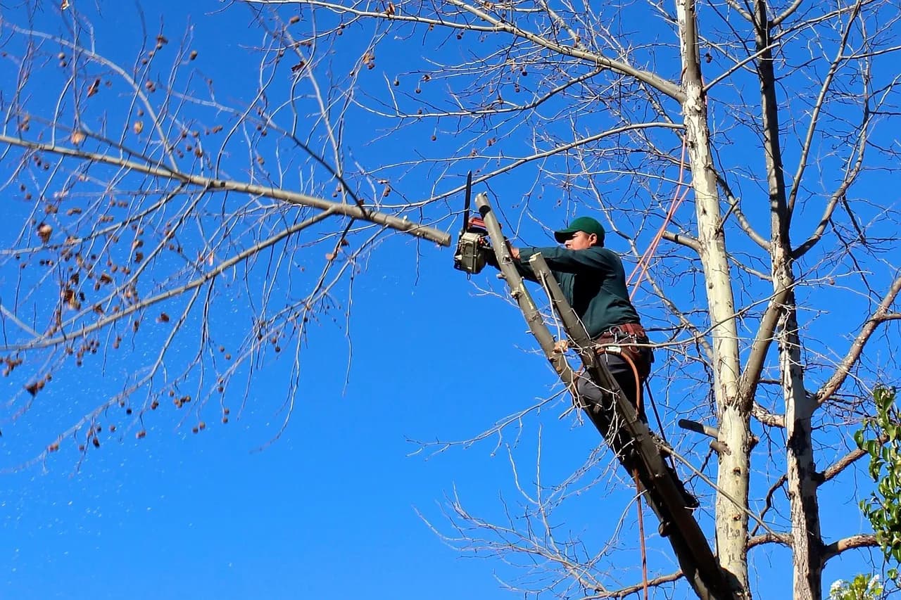 Tree service content marketing: an arborist trimming a large tree