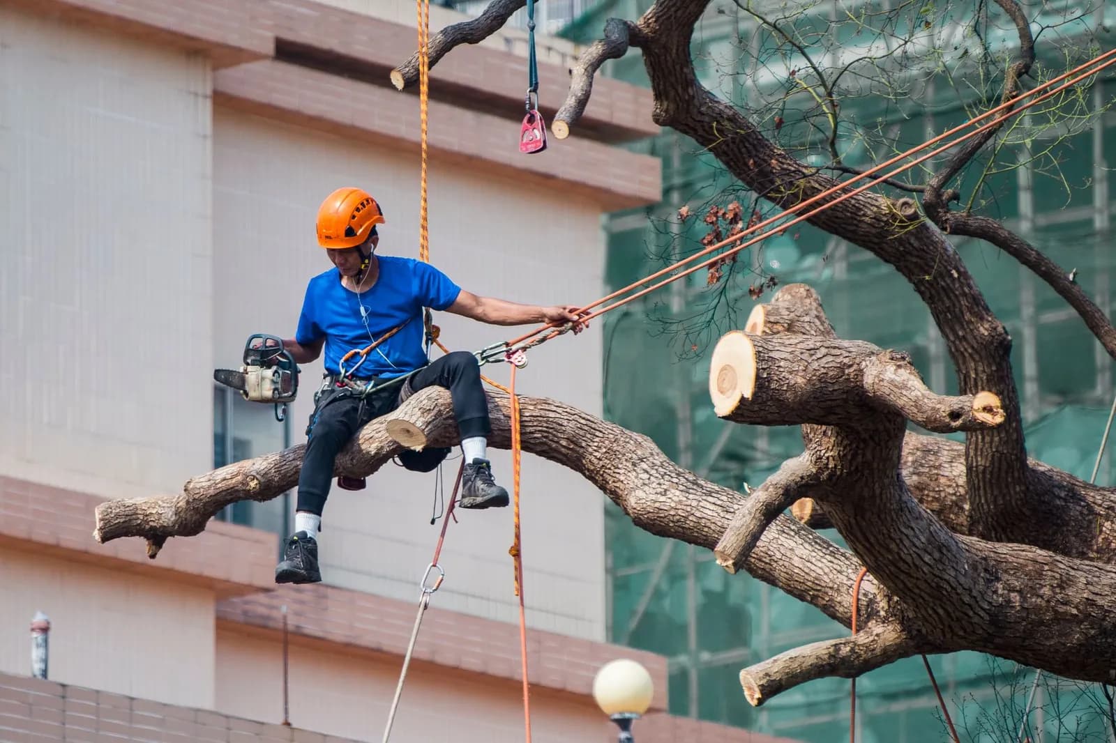 Tree surgeon using a chainsaw to prune branches while secured with ropes in Kowloon, Hong Kong.