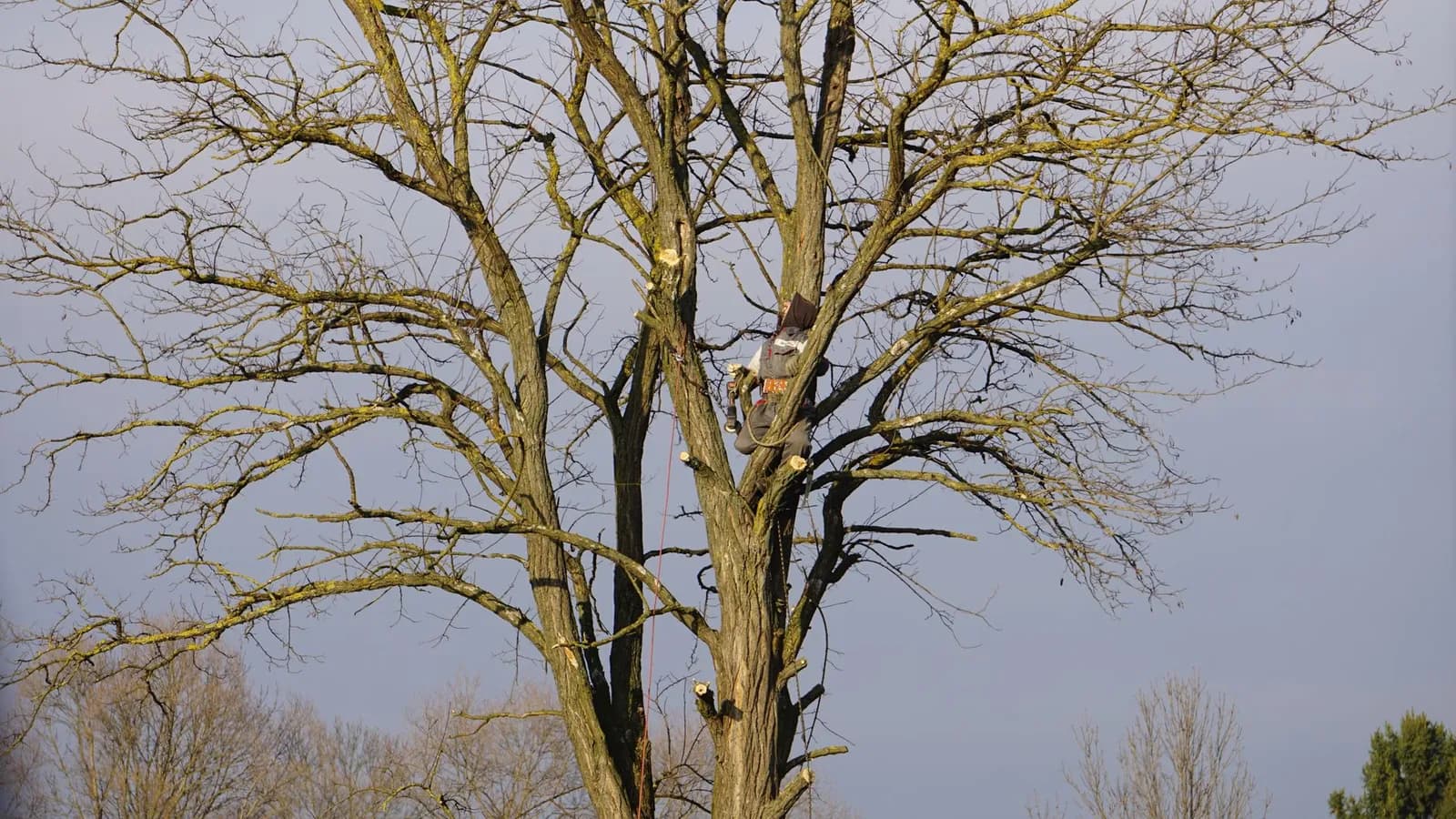 Tree service local citations: an arborist trimming a tree