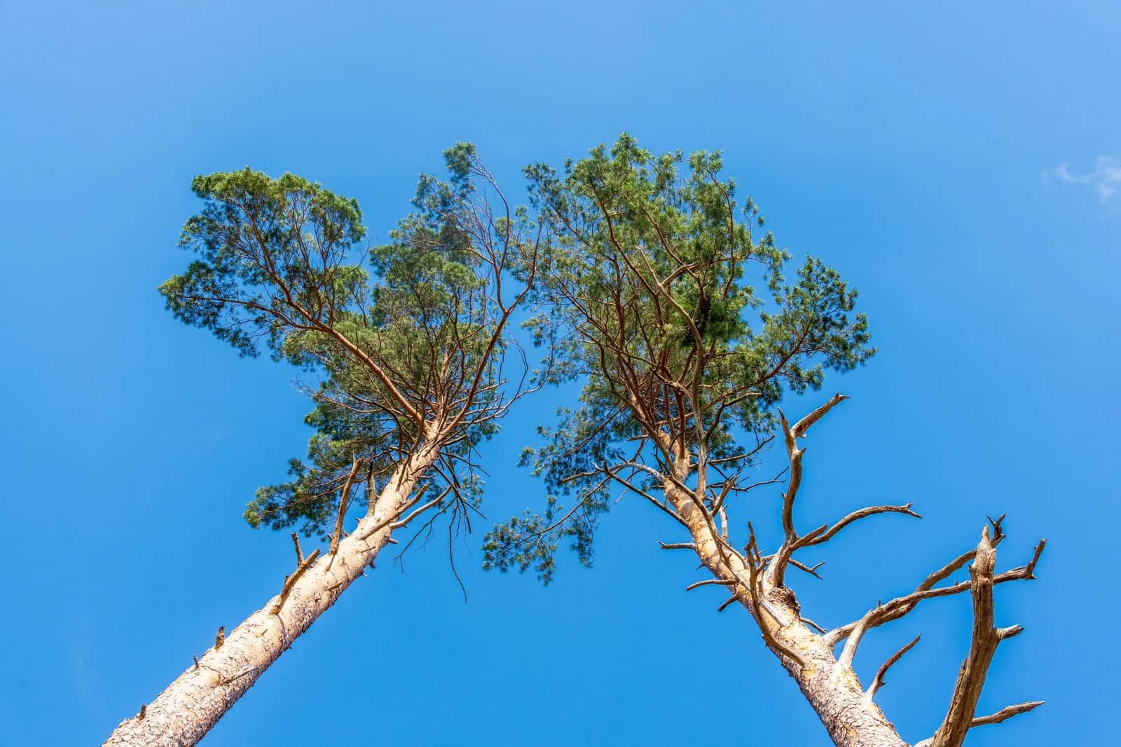 Two soaring pine trees reach into a bright blue sky, framed from below.