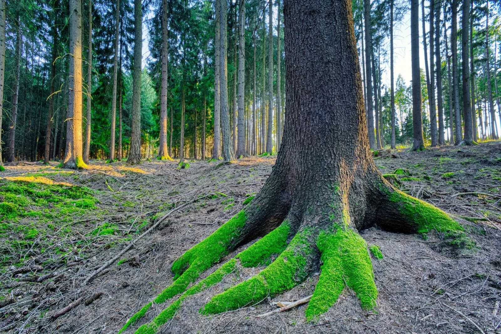A lush forest in Zbraslavice with a tree's mossy roots in focus, captivating nature's beauty.
