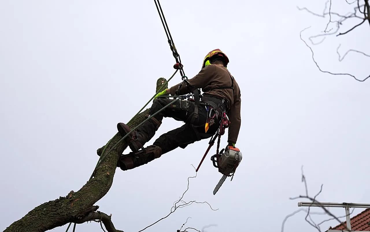 Tree service video marketing: an arborist filming a tree job on a phone
