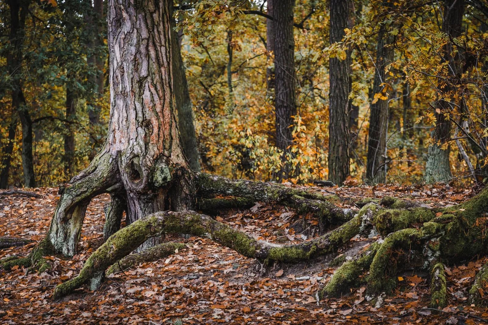 Captivating scene of a large tree and exposed roots surrounded by fall foliage in a forest landscape.