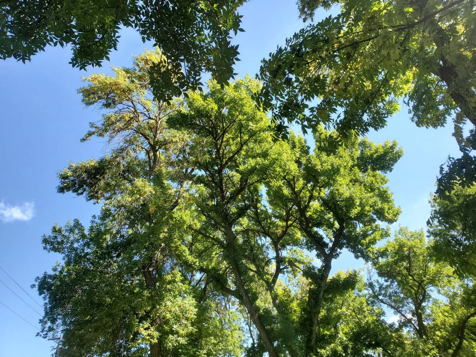 Vibrant green leaves create a canopy under a clear blue summer sky.