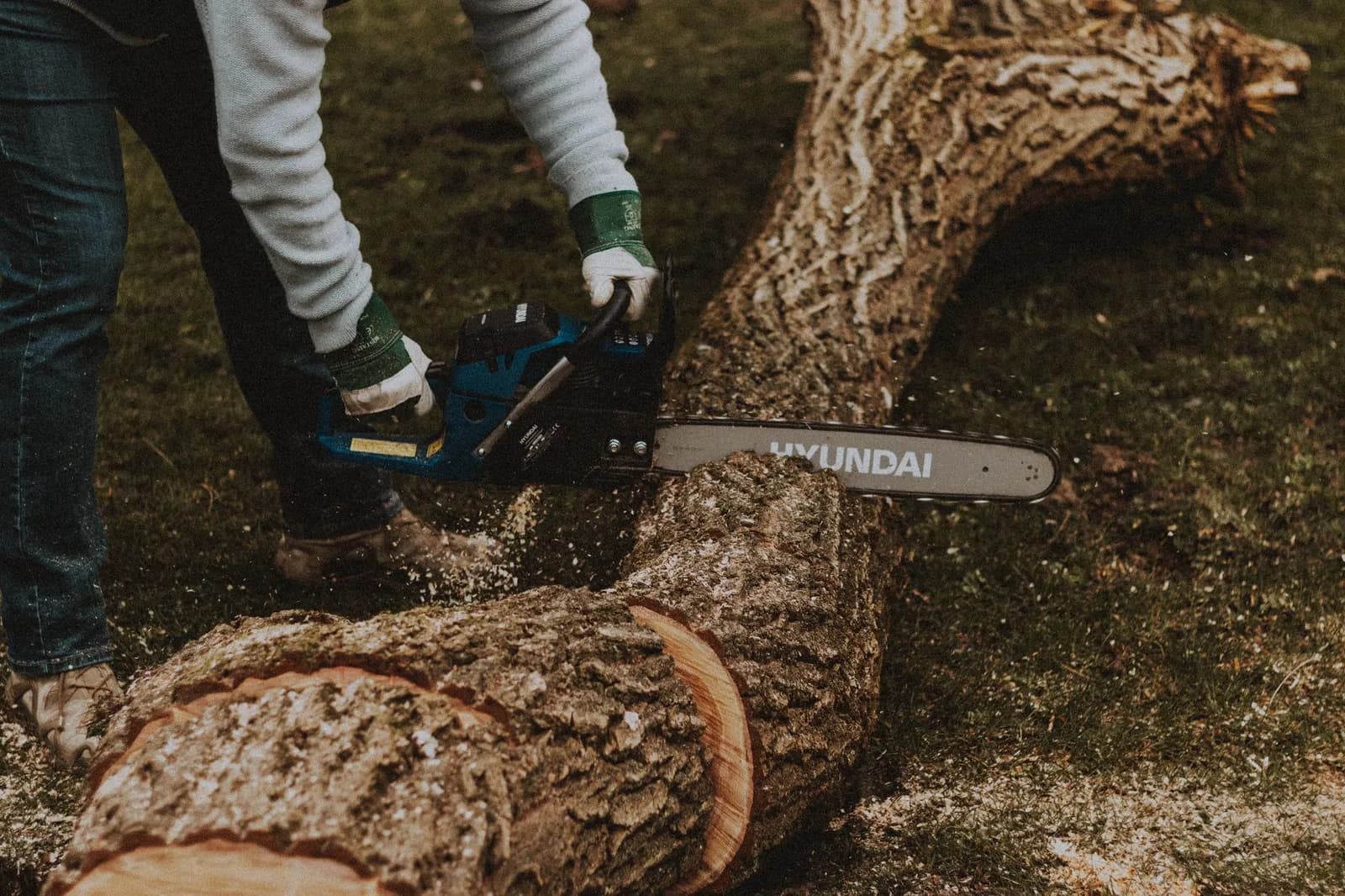 Tree surgeon using a chainsaw to prune branches while secured with ropes in Kowloon, Hong Kong.