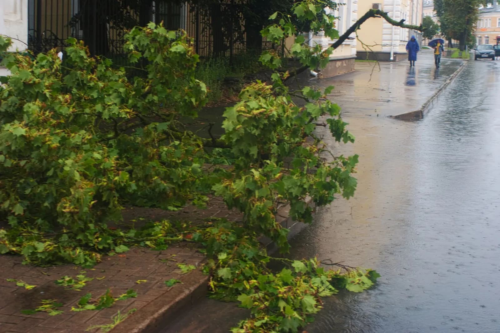 Worker clearing fallen tree on street after storm in Londrina, Brazil.