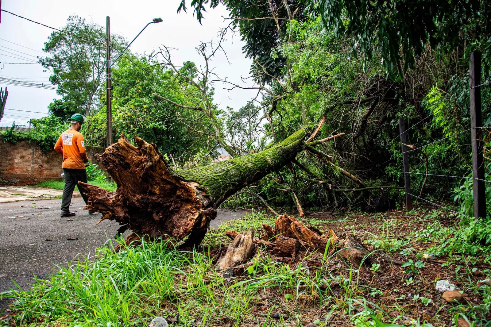 Worker clearing fallen tree on street after storm in Londrina, Brazil.