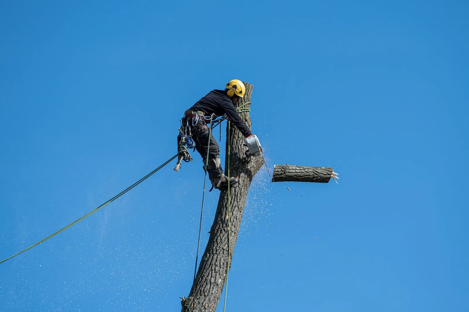 A skilled arborist wearing safety gear cuts a tree with a chainsaw against a clear blue sky.