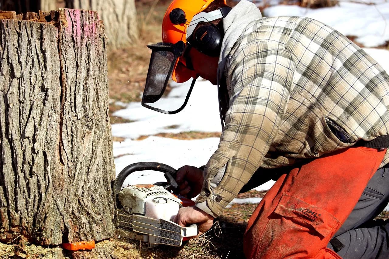 A skilled arborist wearing safety gear cuts a tree with a chainsaw against a clear blue sky.